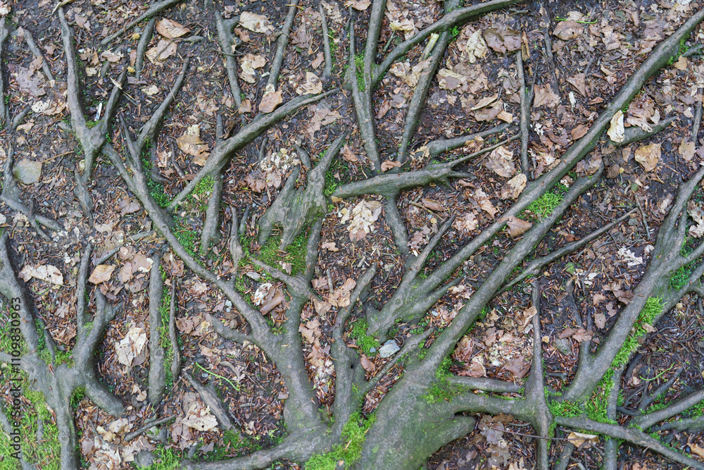 Tree roots winding in different directions on the earth's surface. Interesting forms of nature Tree roots winding in different directions on the earth's surface. Interesting forms of nature