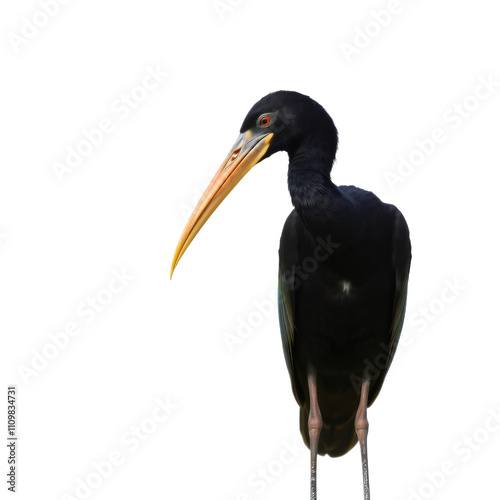 Elegant Black Stork in Flight A striking silhouette showcasing its vivid orange beak against a pristine, transparent canvas. photo