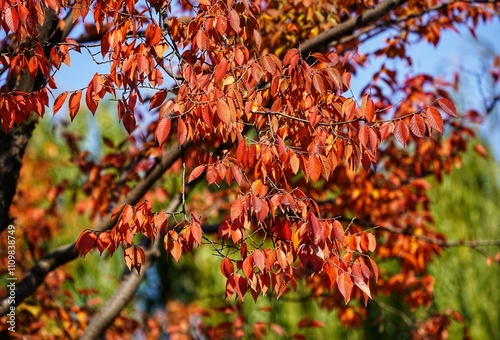 Autumn leaves bloom in the park in early winter