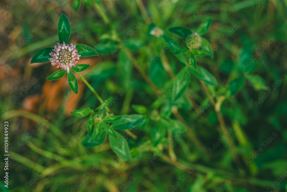 Single purple clover flower in full bloom with soft round petals, surrounded by green leaves and a blurry natural background.
Single purple clover flower in full bloom with soft round petals, surrounded by green leaves and a blurry natural background.