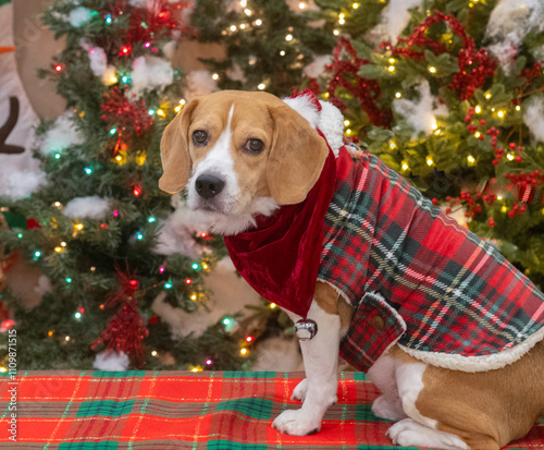  A handsome beagle dressed up in a plaid jacket posing for a Christmas photo