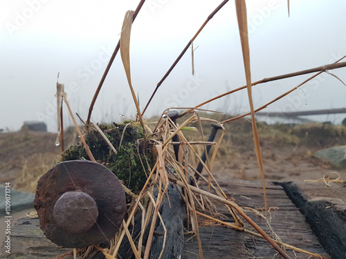 driftwood at rivers edge