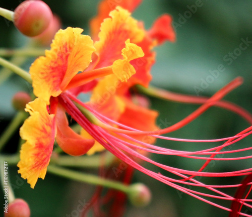 Caesalpinia pulcherrima. Shows the characteristics of old and young flowers, flower stalks and background leaves. Beautiful flowers with dimensions. Gives a shady, refreshing feeling. For summer.