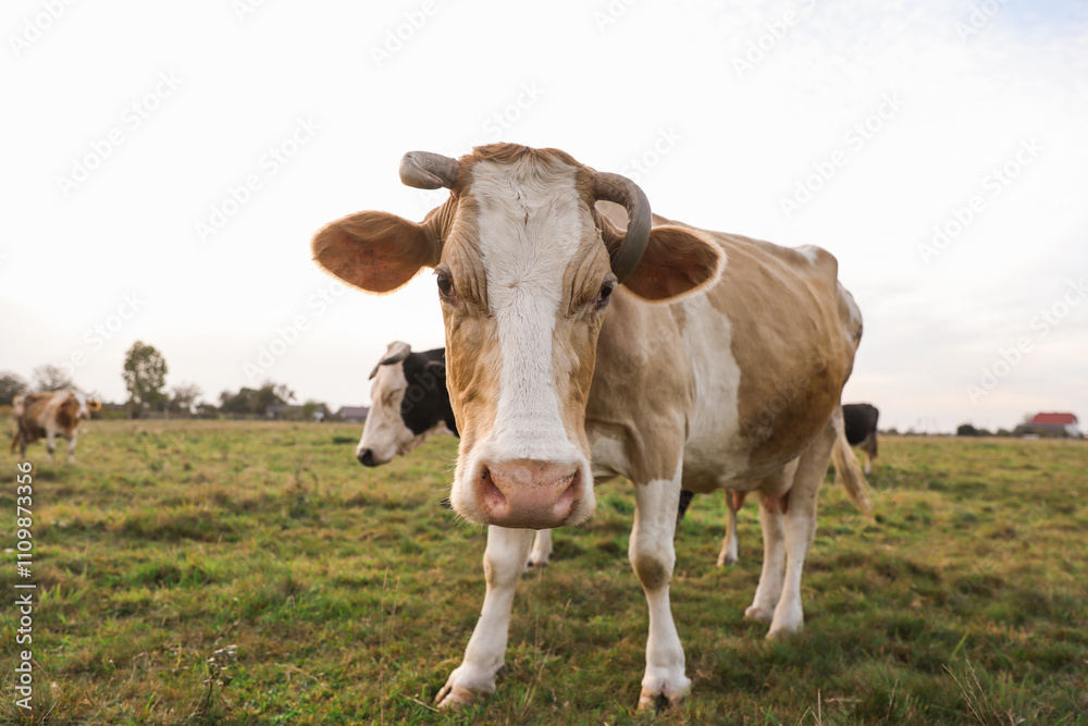 Beautiful cows grazing on green grass outdoors Beautiful cows grazing on green grass outdoors