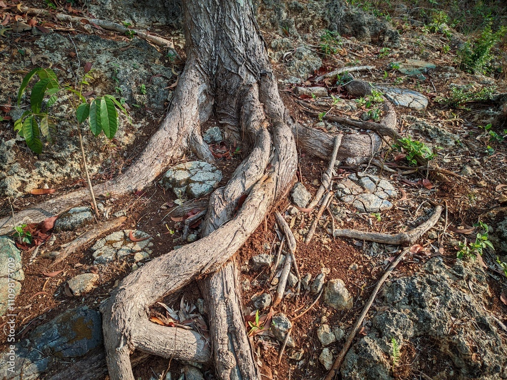 The trunk of an acacia tree with its roots that emerge to the ground surface, grips the rocky and barren soil. The trunk of an acacia tree with its roots that emerge to the ground surface, grips the rocky and barren soil.