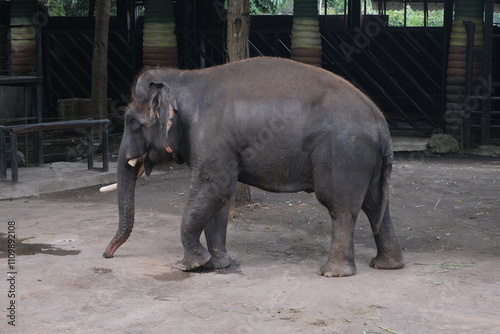 Asian elephants look calm in a spacious enclosure. With a backdrop of shady trees and the melodious sounds of birds, the atmosphere in this place feels very peaceful. photo