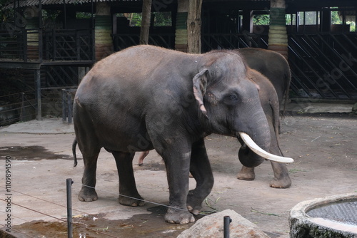 Asian elephants look calm in a spacious enclosure. With a backdrop of shady trees and the melodious sounds of birds, the atmosphere in this place feels very peaceful. photo