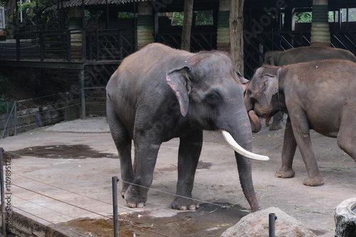 Asian elephants look calm in a spacious enclosure. With a backdrop of shady trees and the melodious sounds of birds, the atmosphere in this place feels very peaceful. photo