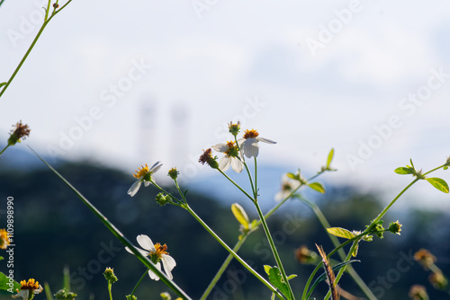 Field of Wild Daisies