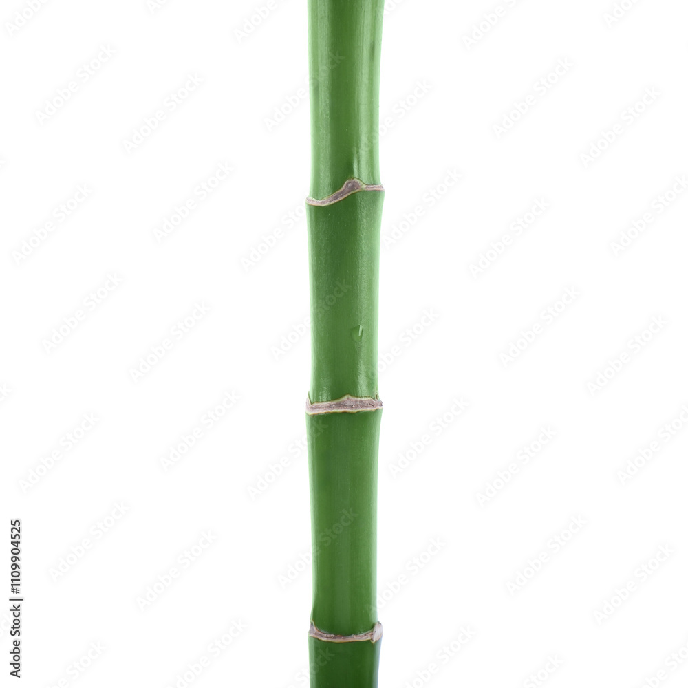 Stem of decorative bamboo plant isolated on white Stem of decorative bamboo plant isolated on white