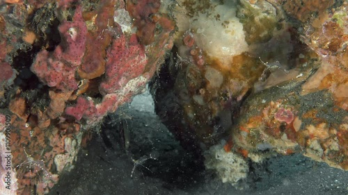 Many cleaner shrimp sit and swim in a cave under colorful corals on the sea floor. Cave cleaner shrimp (Urocaridella pulchella) 2,4 cm. ID: white line on rostrum.	 photo