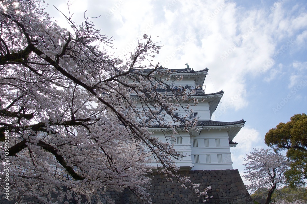 Fototapeta premium 春の小田原市 桜の小田原城