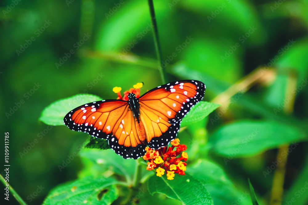 Linda vista de uma Borboleta Laranja e Preta (Borboleta Monarca) descansando em flores vermelhas e amarelas. Close-up da borboleta Danaus plexippus Linda vista de uma Borboleta Laranja e Preta (Borboleta Monarca) descansando em flores vermelhas e amarelas. Close-up da borboleta Danaus plexippus