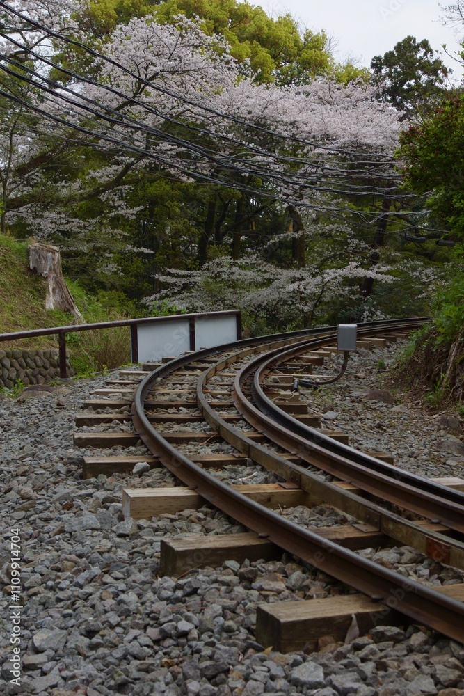 Fototapeta premium 春の小田原市 桜の小田原城
