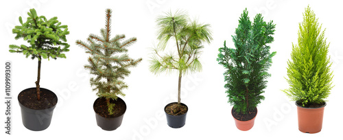 Super collection conifers isolated on white background. Beautiful decorative Christmas trees. Flat lay, top view photo