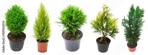 Super collection conifers isolated on white background. Beautiful decorative Christmas trees. Flat lay, top view photo