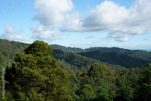 landscape shot of flora and fauna in the forest