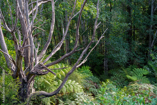 landscape shot of flora and fauna in the forest