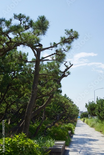 鵠沼海岸　湘南海浜公園の眺め