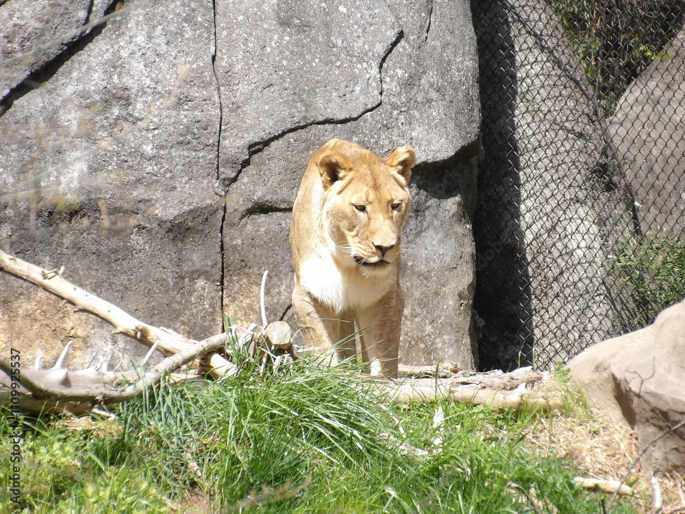 Naklejka premium Lion