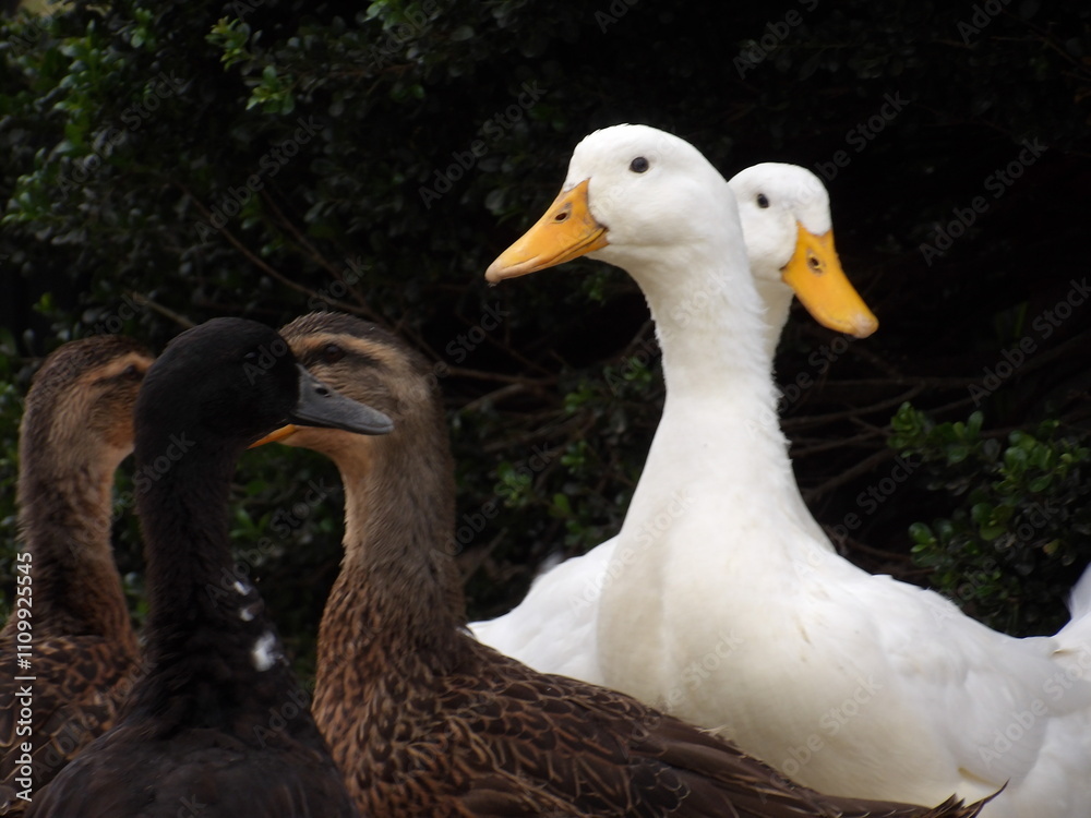 Goose Goose