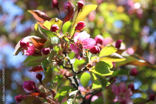 Honey bee in a crab apple blossom photo