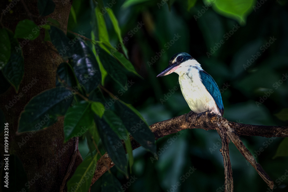 The collared kingfisher (Todiramphus chloris) is a medium-sized kingfisher belonging to the subfamily Halcyoninae, the tree kingfishers. The collared kingfisher (Todiramphus chloris) is a medium-sized kingfisher belonging to the subfamily Halcyoninae, the tree kingfishers.