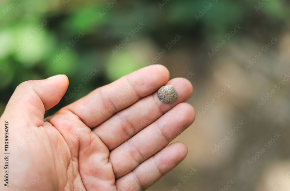 hand holding small shell in dry death for sreaching living creature in explorer hand holding small shell in dry death for sreaching living creature in explorer