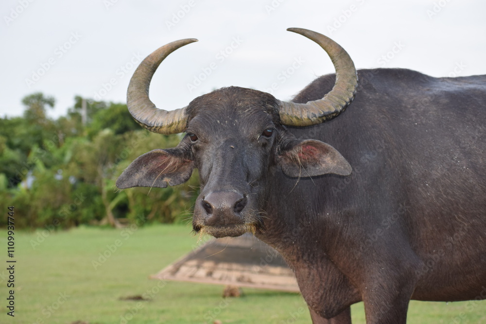 Water Buffalo, also called domestic water buffalo, Asian water buffalo, Asiatic water buffalo and Binomial name is Bubalus bubalis Water Buffalo, also called domestic water buffalo, Asian water buffalo, Asiatic water buffalo and Binomial name is Bubalus bubalis