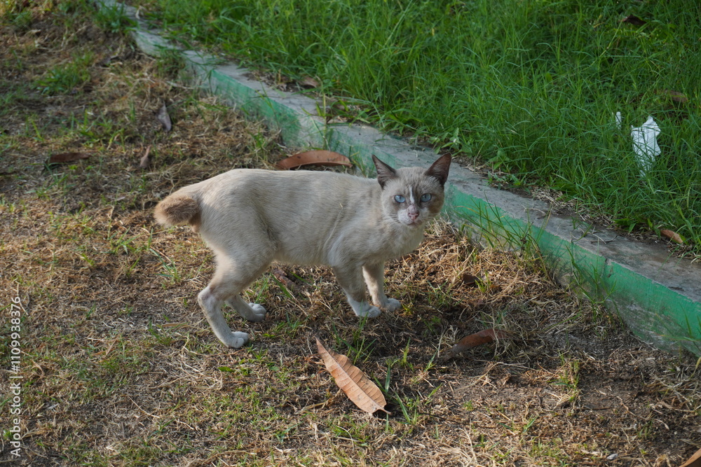 A white stray cat that is walking and suddenly looks at the camera with a shocked expression A white stray cat that is walking and suddenly looks at the camera with a shocked expression