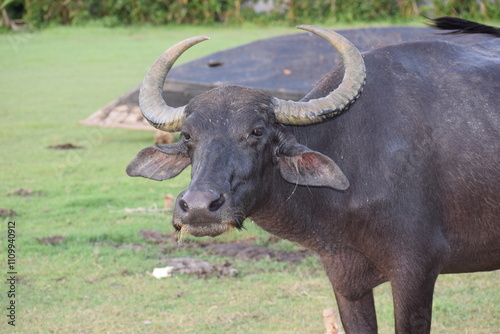 Water Buffalo, also called domestic water buffalo, Asian water buffalo, Asiatic water buffalo and Binomial name is Bubalus bubalis