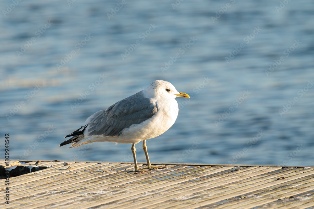 Seagull standing on a wooden dock near a water surface in natural light. Wildlife and birdwatching concept. Seagull standing on a wooden dock near a water surface in natural light. Wildlife and birdwatching concept.