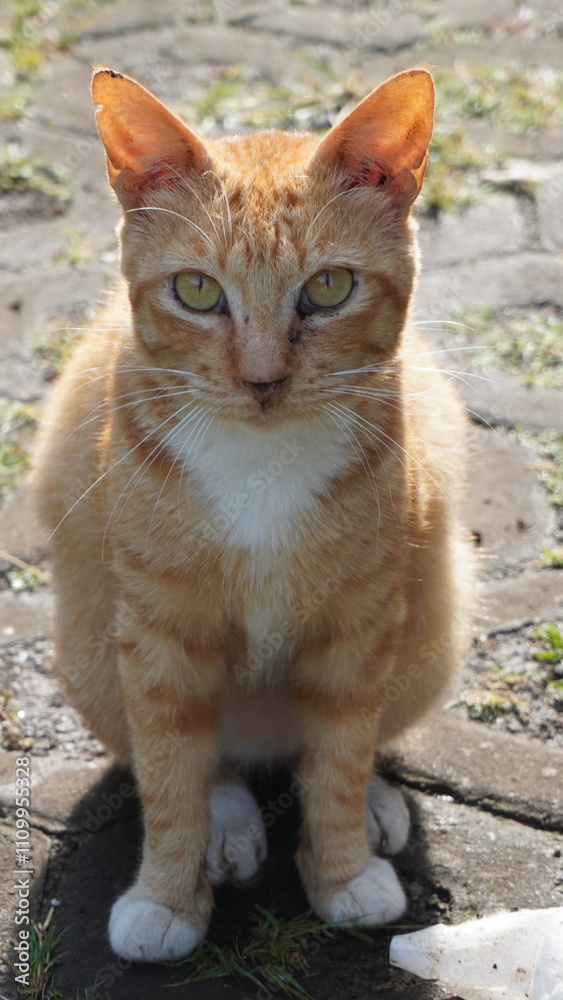 An orange stray cat sitting and looking at the camera An orange stray cat sitting and looking at the camera