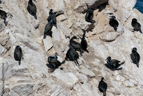 Brandt's cormorants (Urile penicillatus) gathered together on a rock in Point Lobos State Natural Reserve, Monterey, California. 
 photo