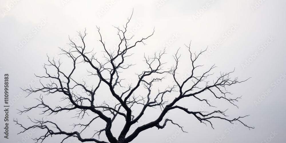 Fototapeta premium The stark silhouette of a bare tree branches against a hazy, white sky, a study in contrast and texture.