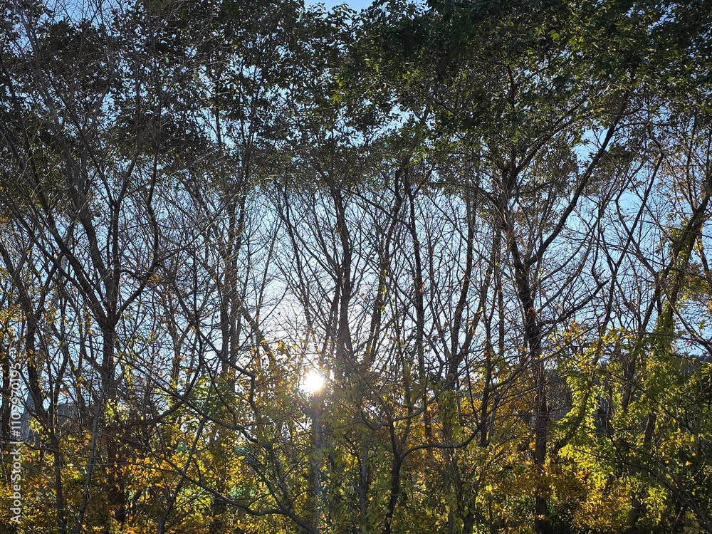 Obraz premium trees and sky