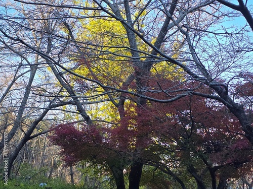 spring in the park