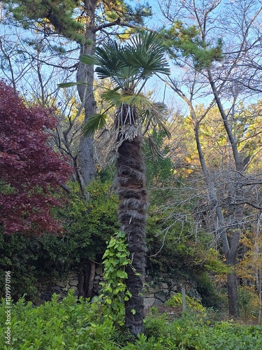 trees in the forest