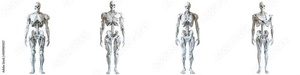 set of A stylized human skeleton standing, a stylized human skeleton standing pose, human skeleton, a stylized human skeleton standing, skeleton, on a transparent backgrounds set of A stylized human skeleton standing, a stylized human skeleton standing pose, human skeleton, a stylized human skeleton standing, skeleton, on a transparent backgrounds