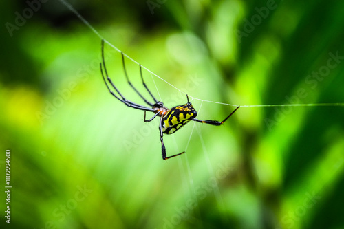 Spider in the Forests of Northern Thailand