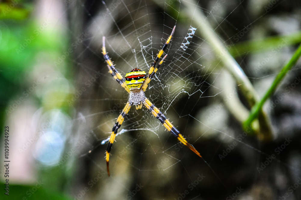 Spider in the Forests of Northern Thailand Spider in the Forests of Northern Thailand