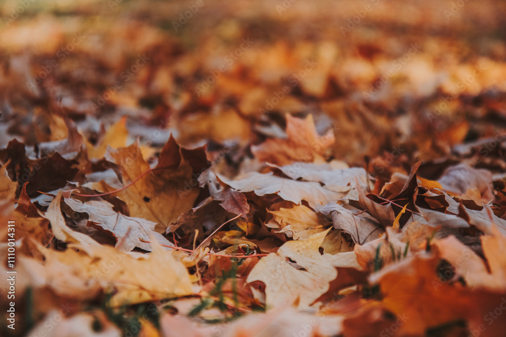 Fallen autumn leaves covering the ground Fallen autumn leaves covering the ground