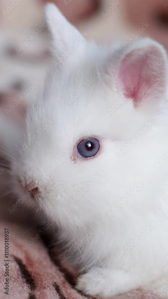 A charming white kitten with blue eyes rests on a pink blanket A charming white kitten with blue eyes rests on a pink blanket