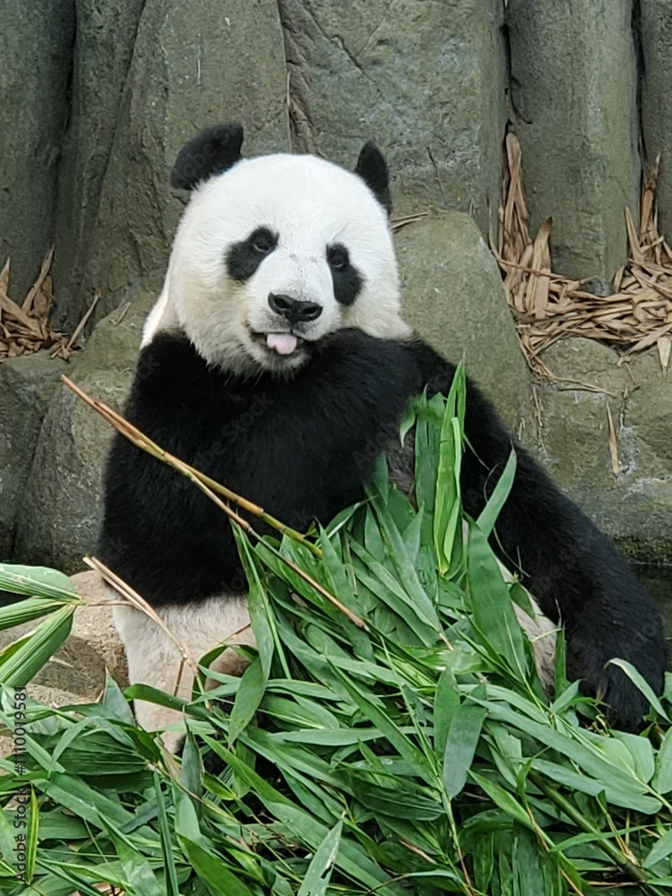 Obraz premium giant panda eating bamboo