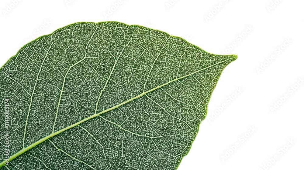 A close-up of a green leaf showcasing its intricate texture and vein structure, highlighting the beauty of nature. A close-up of a green leaf showcasing its intricate texture and vein structure, highlighting the beauty of nature.