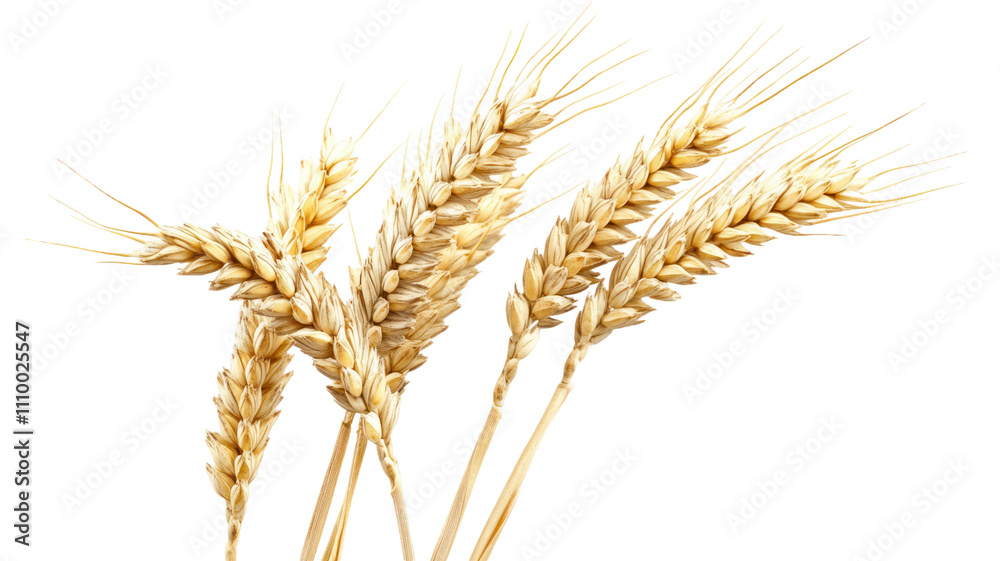 Fototapeta premium A close-up of golden wheat stalks, symbolizing agriculture and harvest.