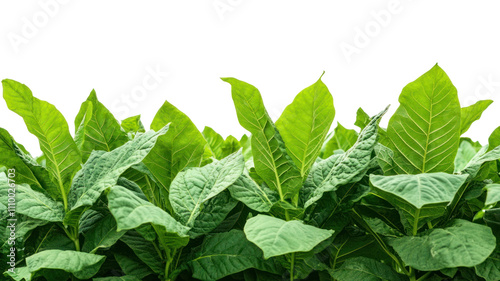 A close-up view of vibrant green tobacco plants, showcasing their large leaves and healthy growth.