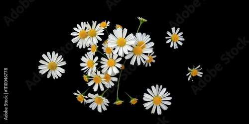 A collection of delicate white daisies with bright yellow centers scattered against a black background, capturing a fleeting moment of natural beauty.