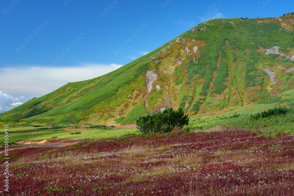 Fototapeta premium 大雪山旭岳登山 裾合平のチングルマ 紅葉の日本百名山 北海道の絶景