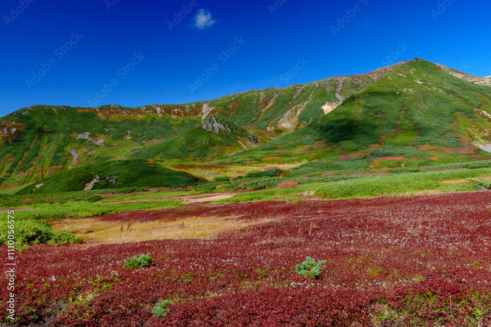 Fototapeta premium 大雪山旭岳登山 裾合平のチングルマ 紅葉の日本百名山 北海道の絶景